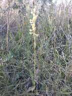 Image of Michoacán lady orchid