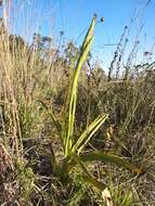 Image of Michoacán lady orchid