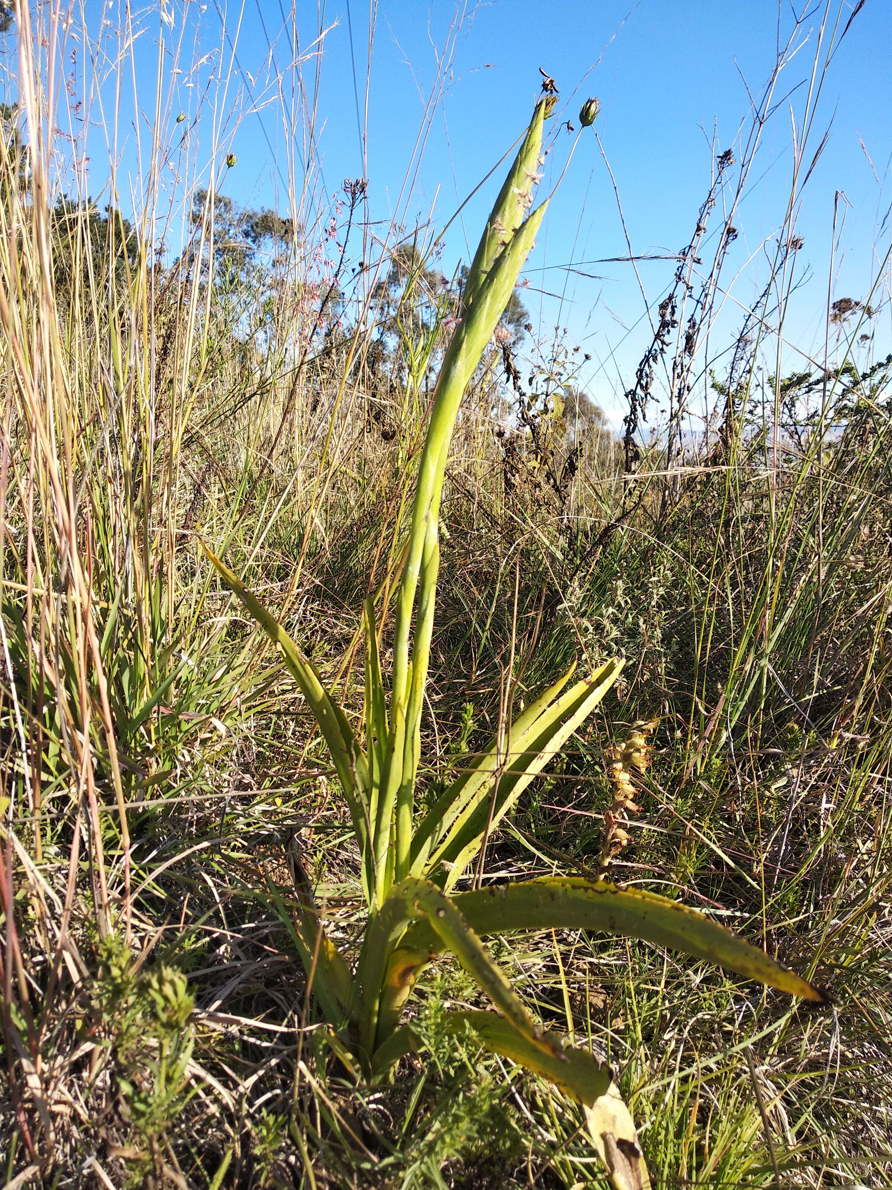 Image of Michoacán lady orchid