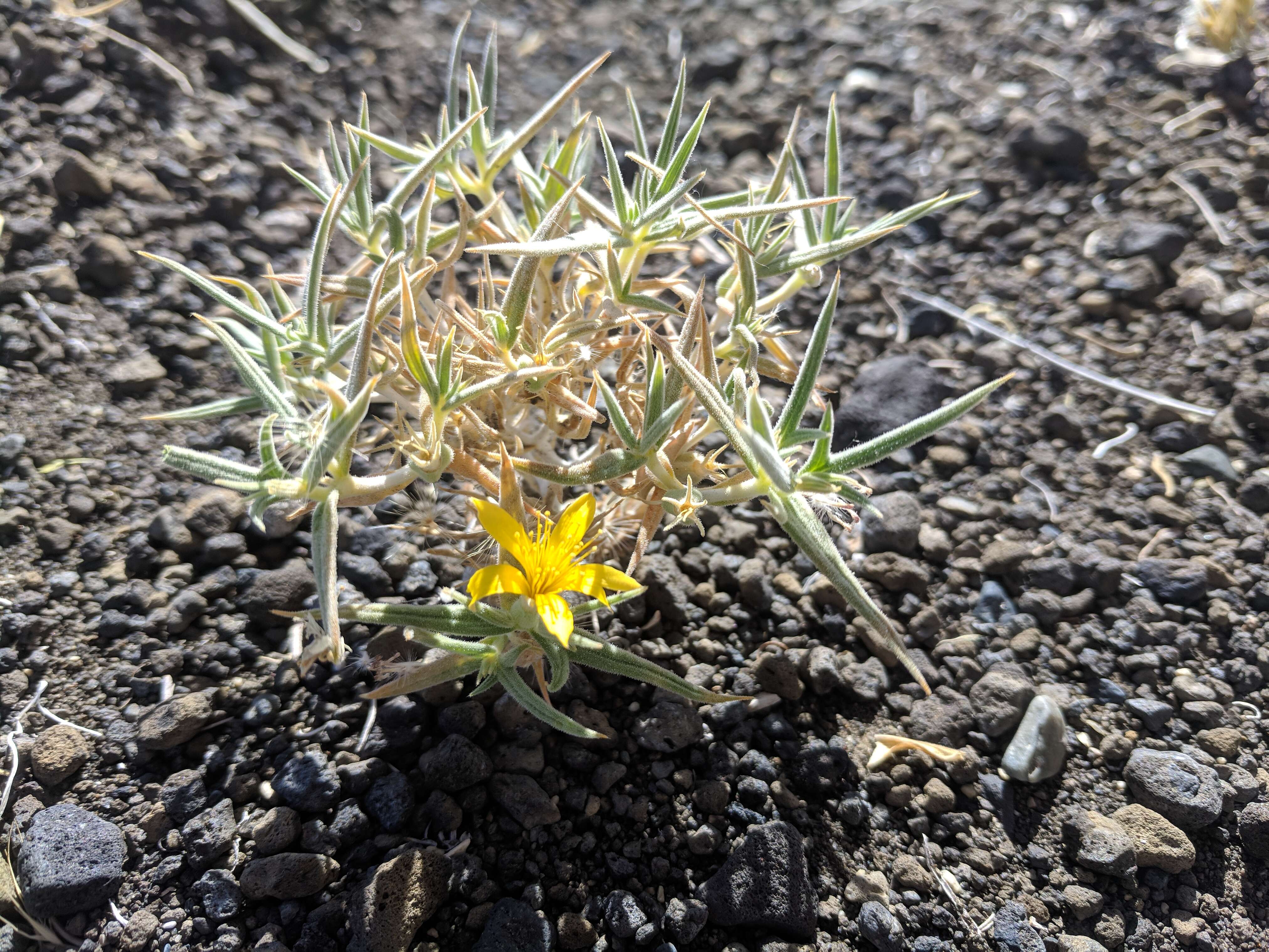 Image of Torrey's blazingstar