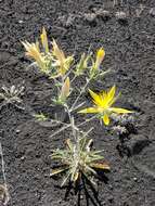 Image of giant blazing star