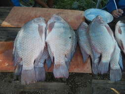 Image of Tilapia