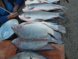 Image of Tilapia