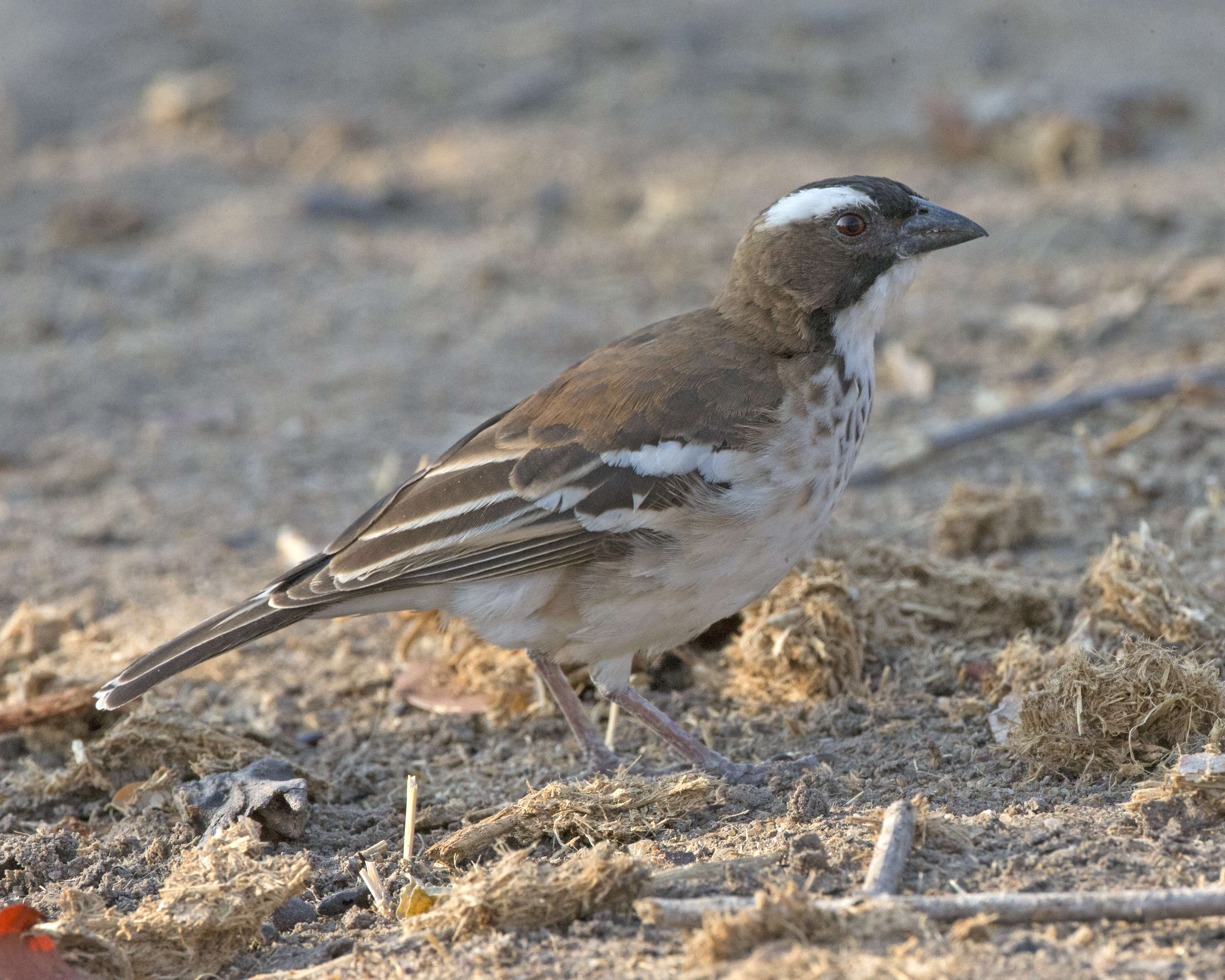 Image of sparrow-weaver