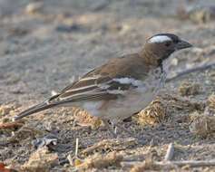 Image of sparrow-weaver