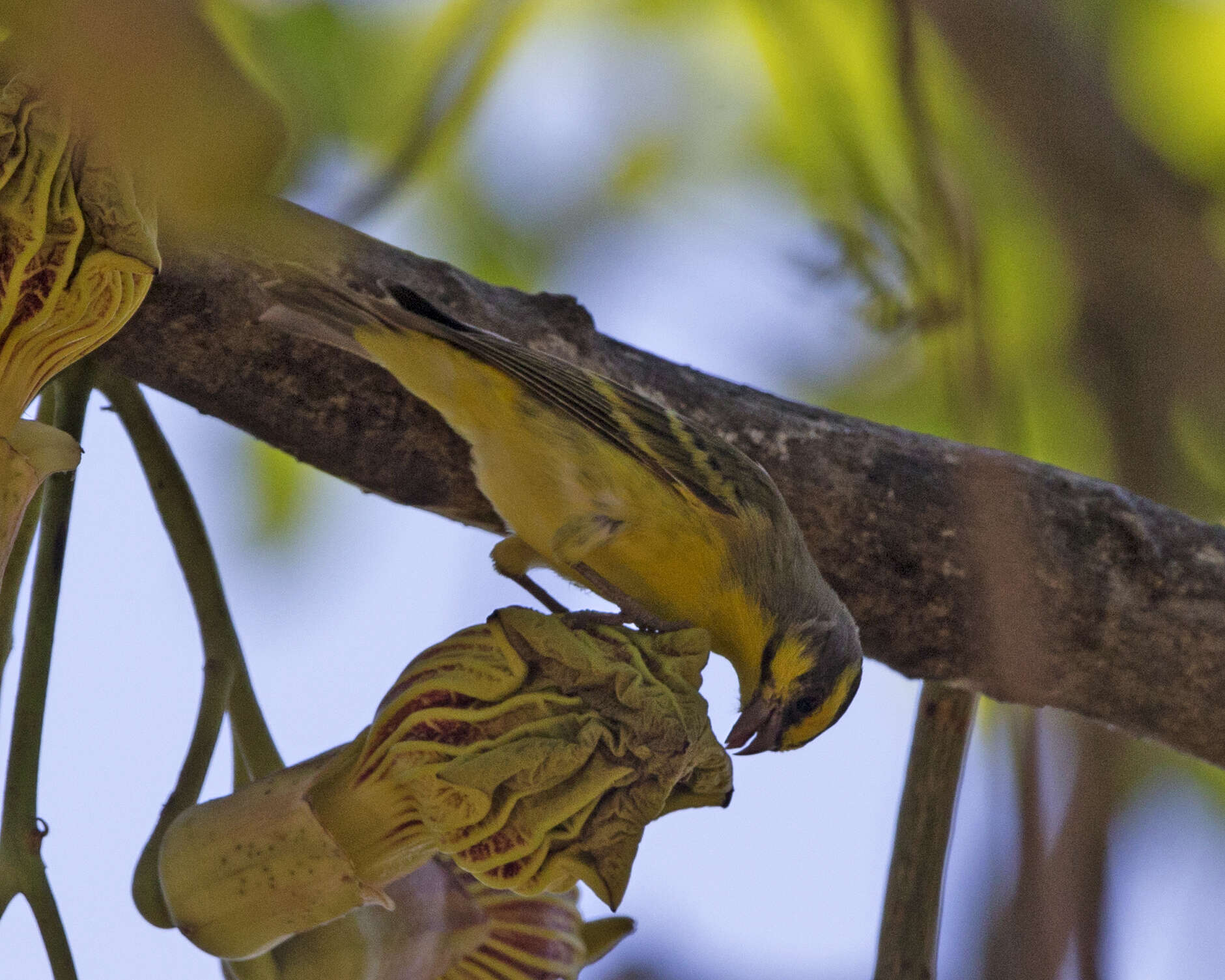 Image of Yellow-fronted Canary