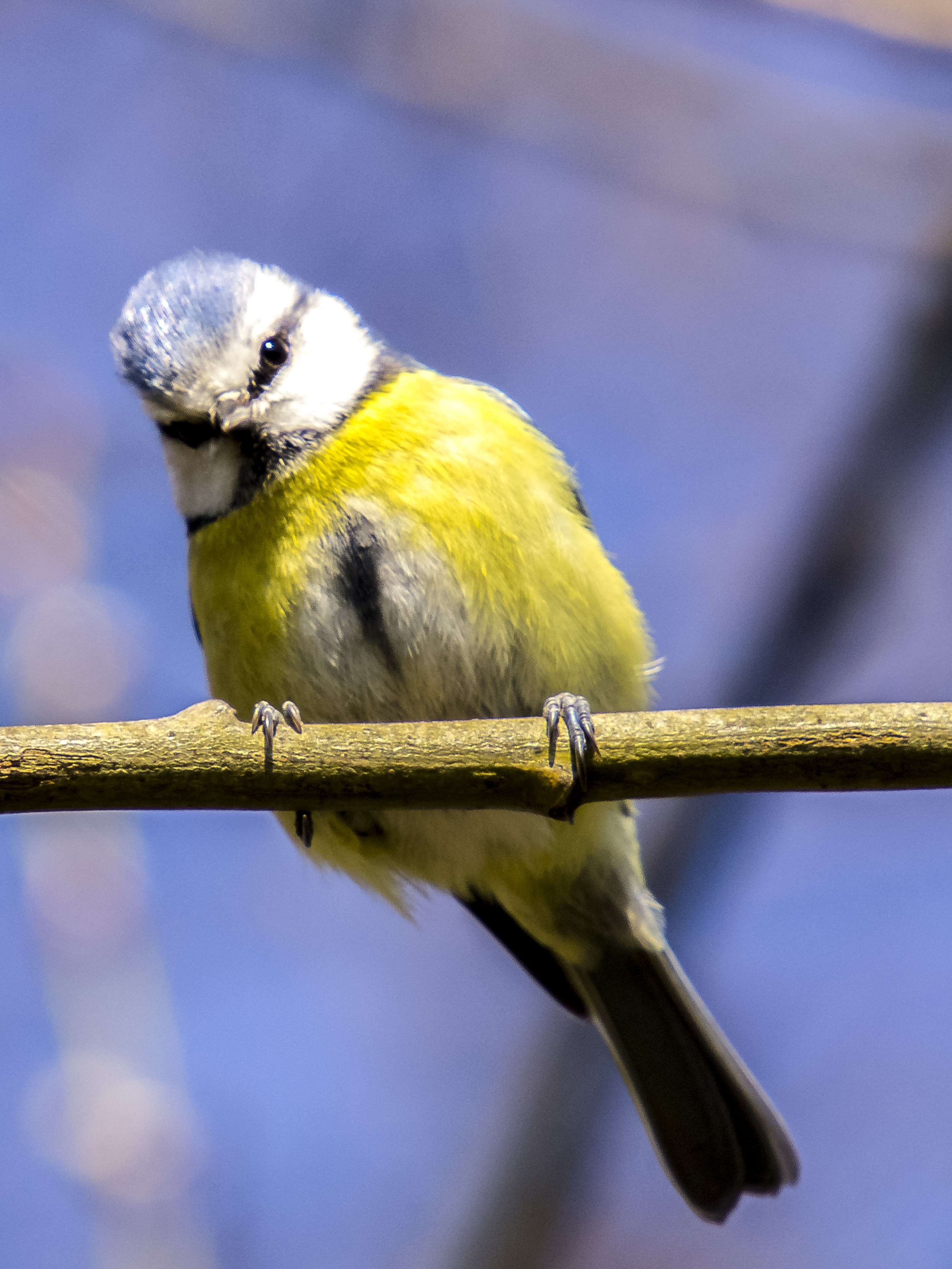 Imagem de Cyanistes Kaup 1829