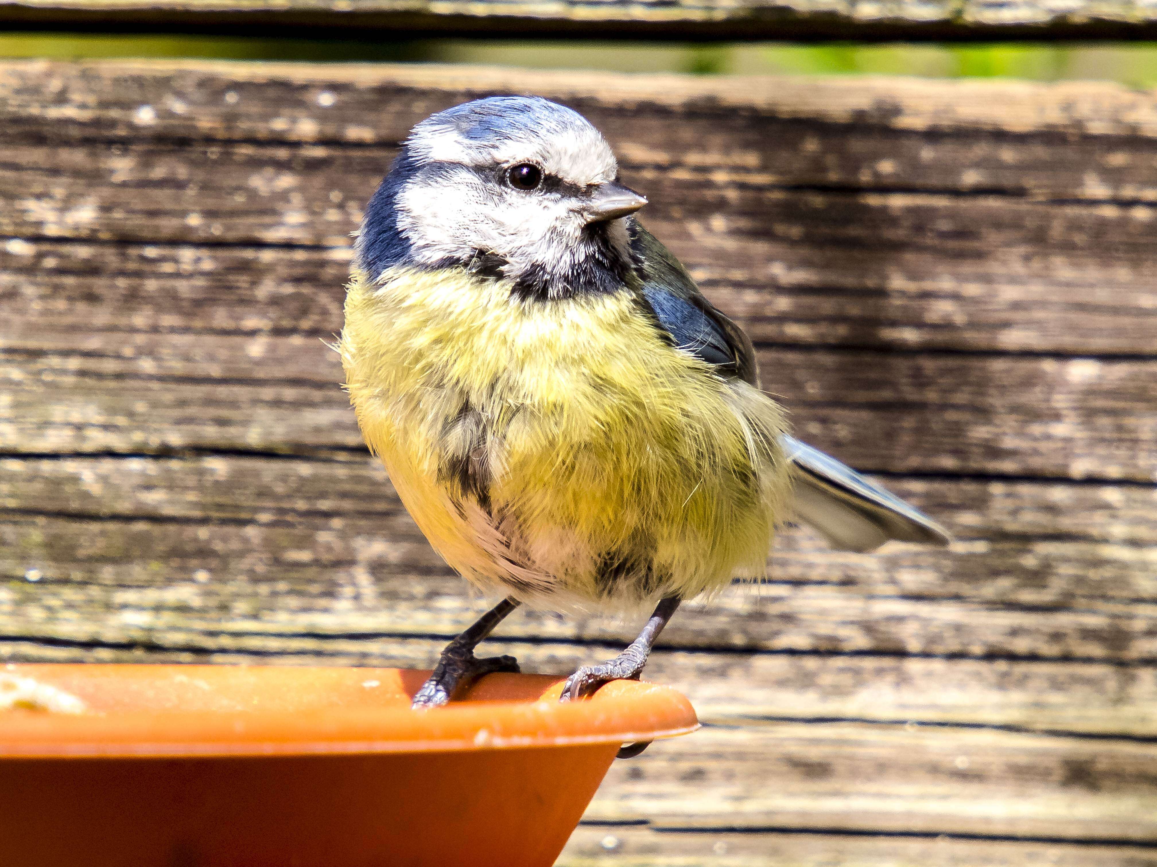 Image of Tit