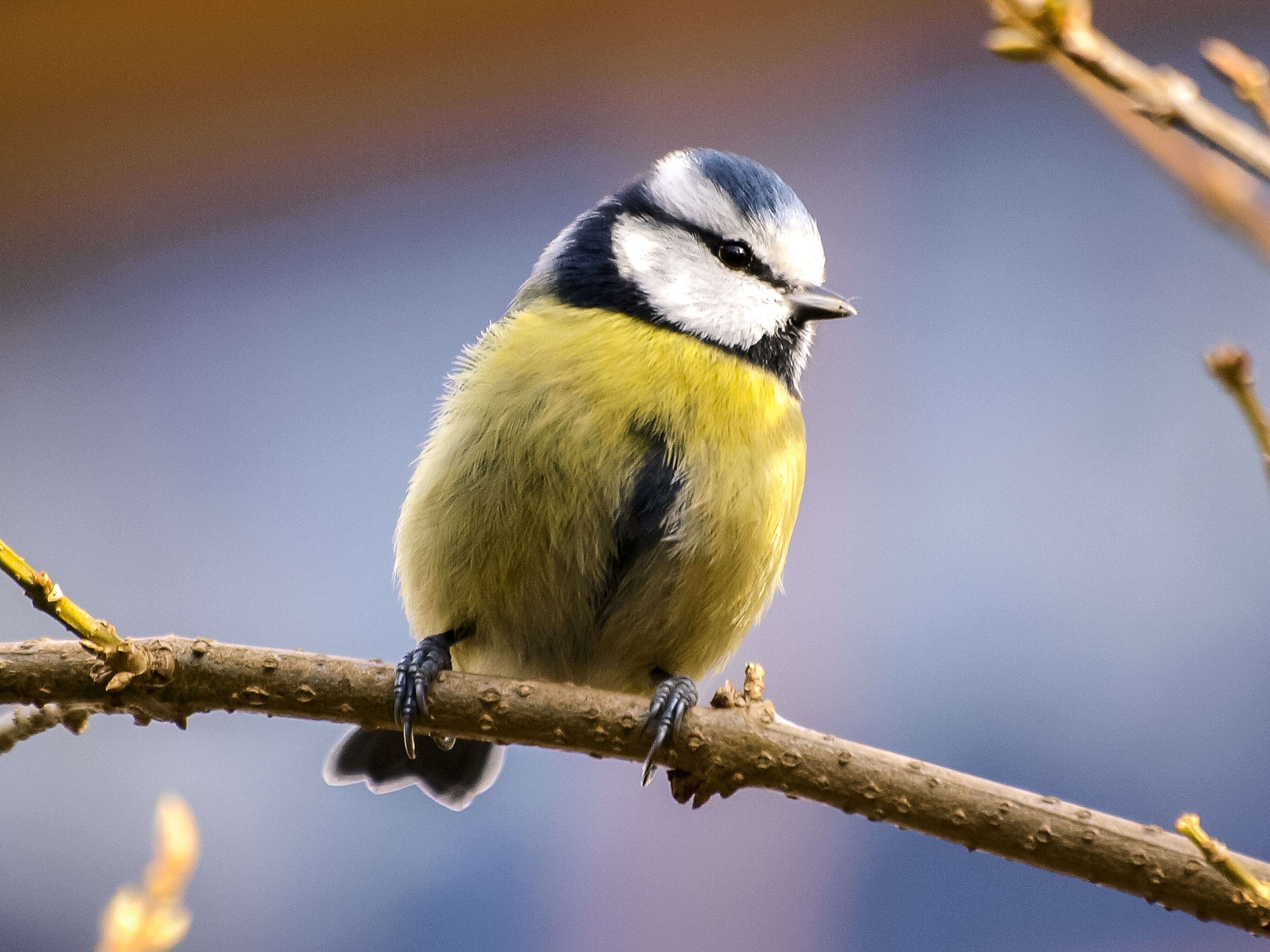 Imagem de Cyanistes Kaup 1829