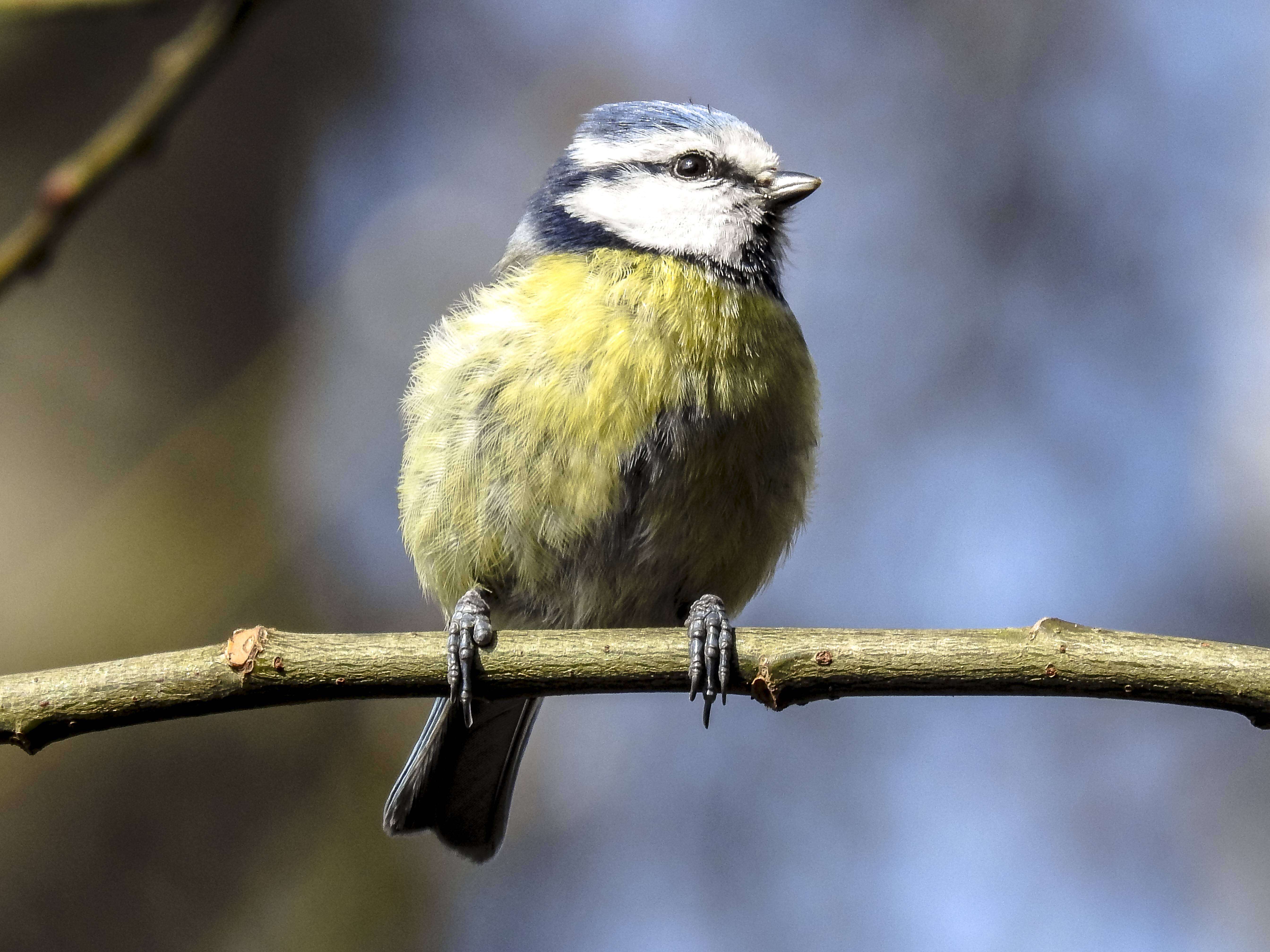 Image of Tit