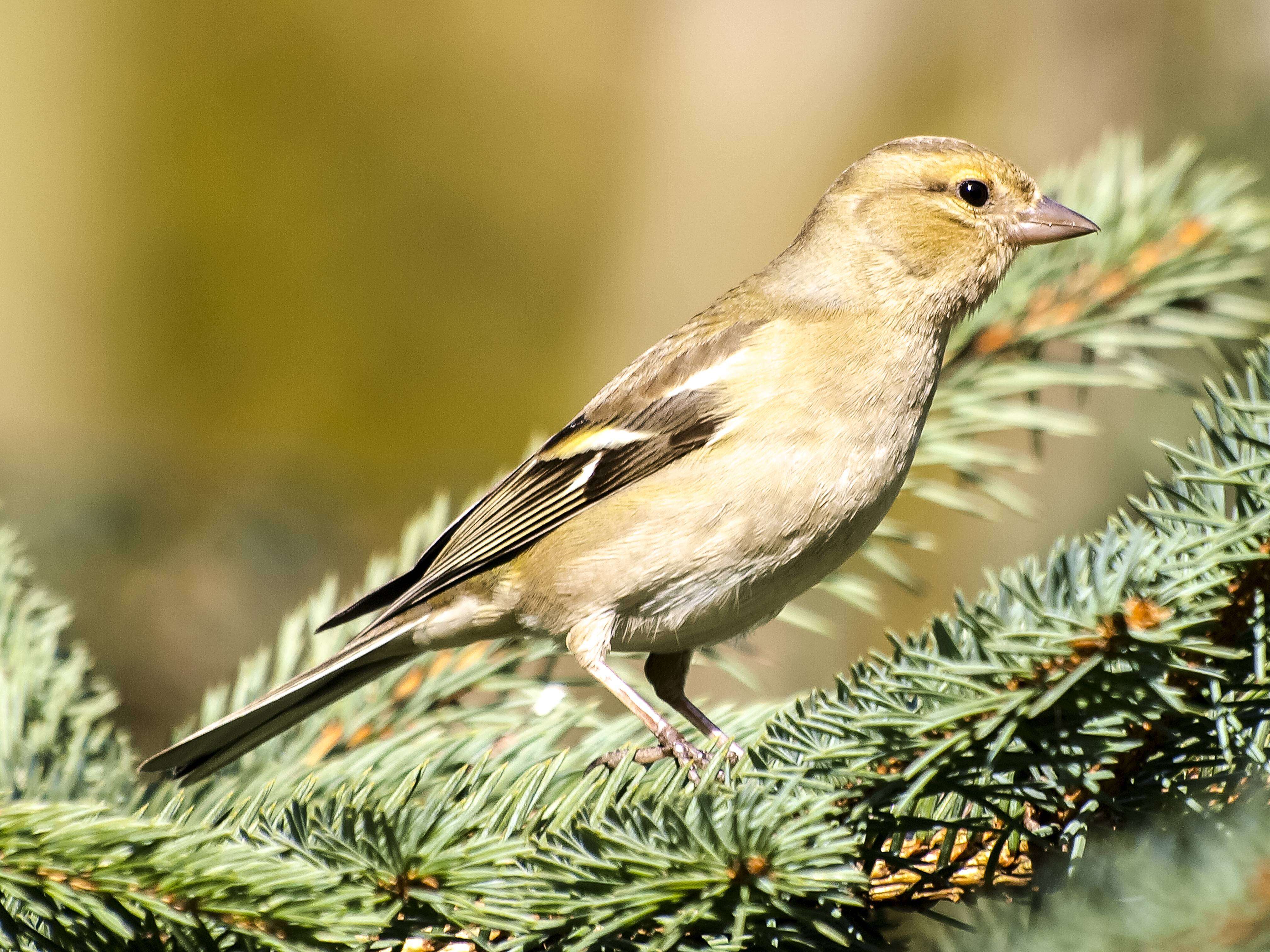 Image of Fringilla Linnaeus 1758