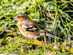 Image of Fringilla Linnaeus 1758