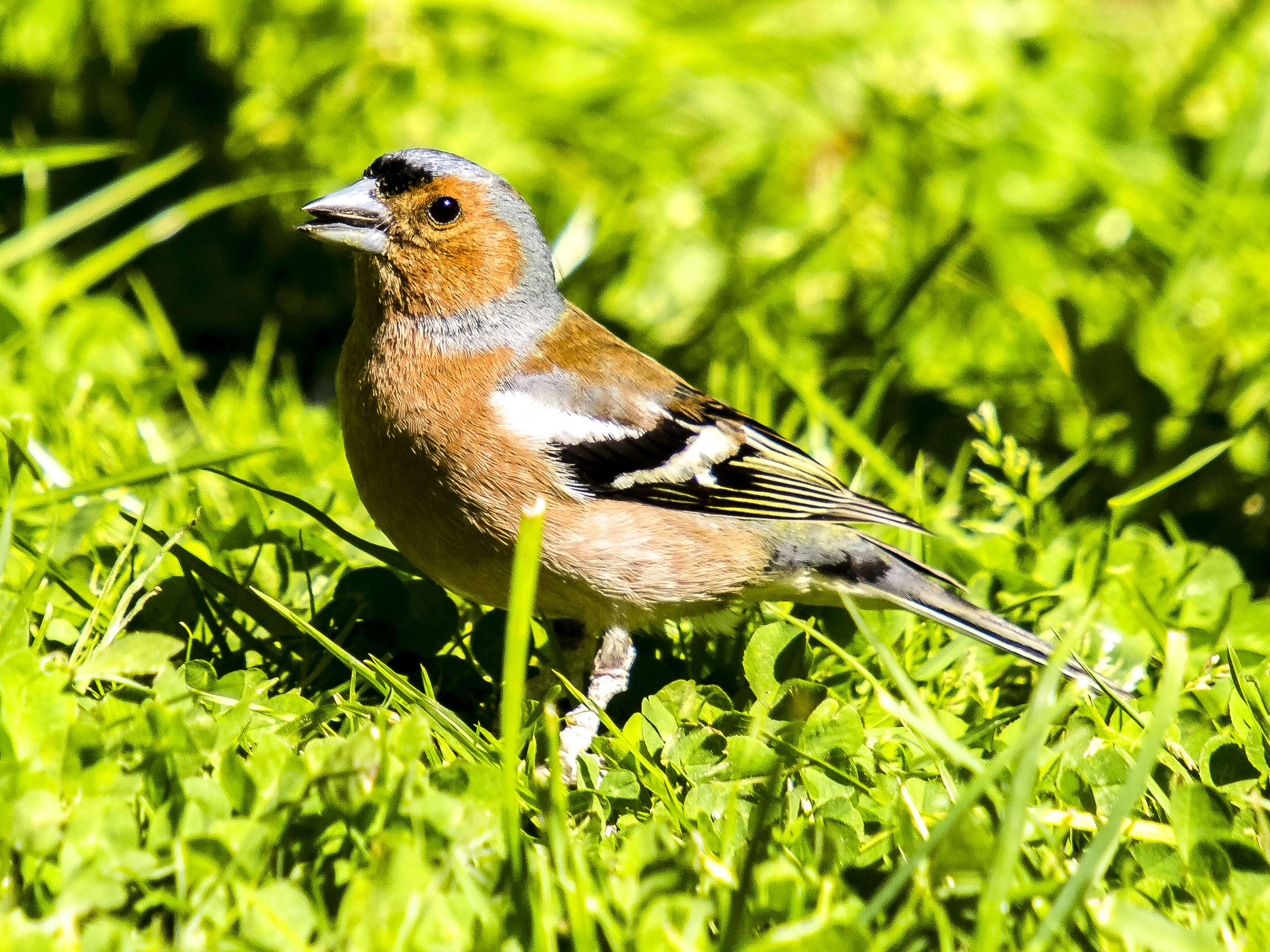 Image of Fringilla Linnaeus 1758