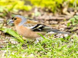 Image of Fringilla Linnaeus 1758