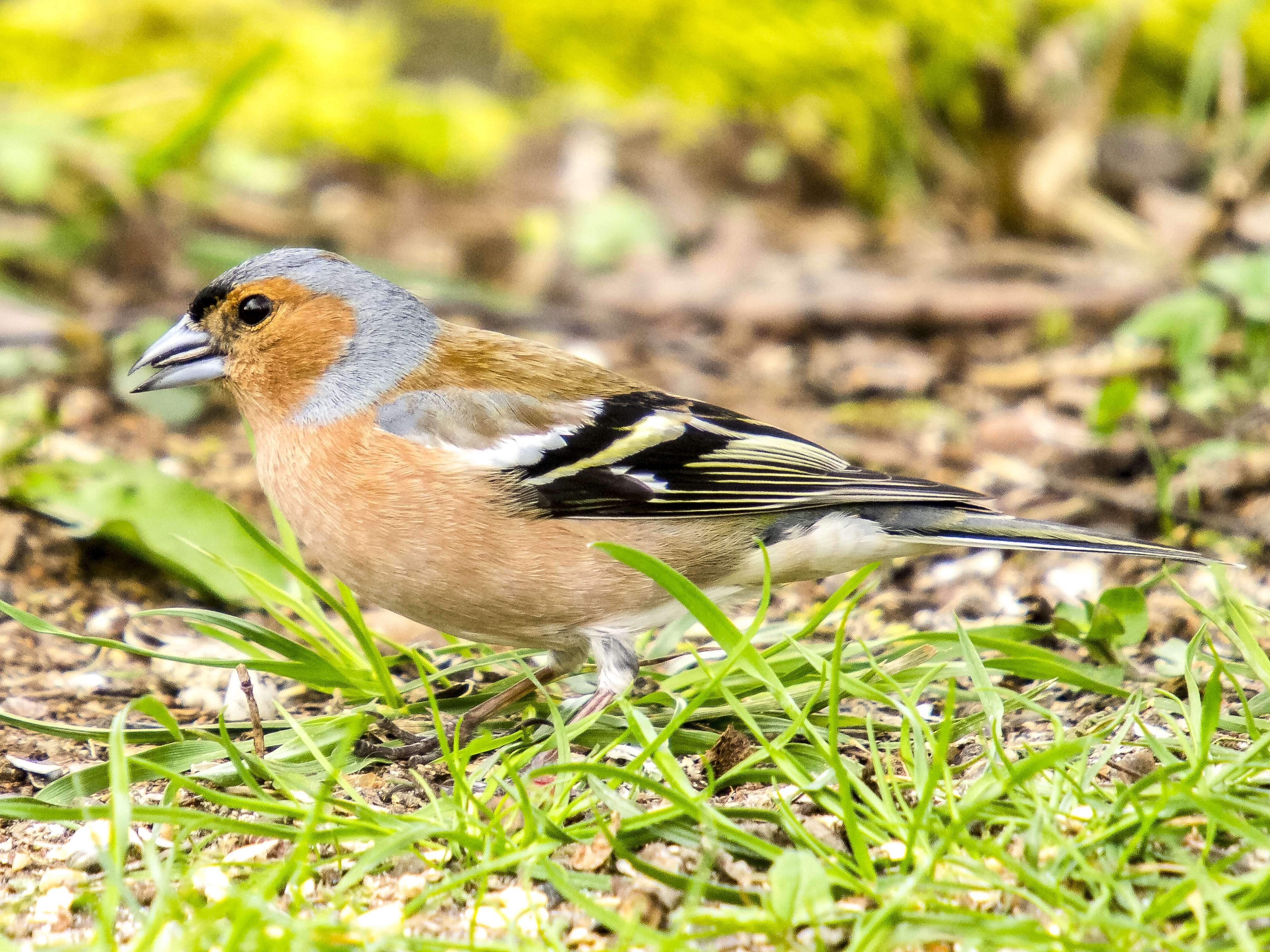 Image of Fringilla Linnaeus 1758