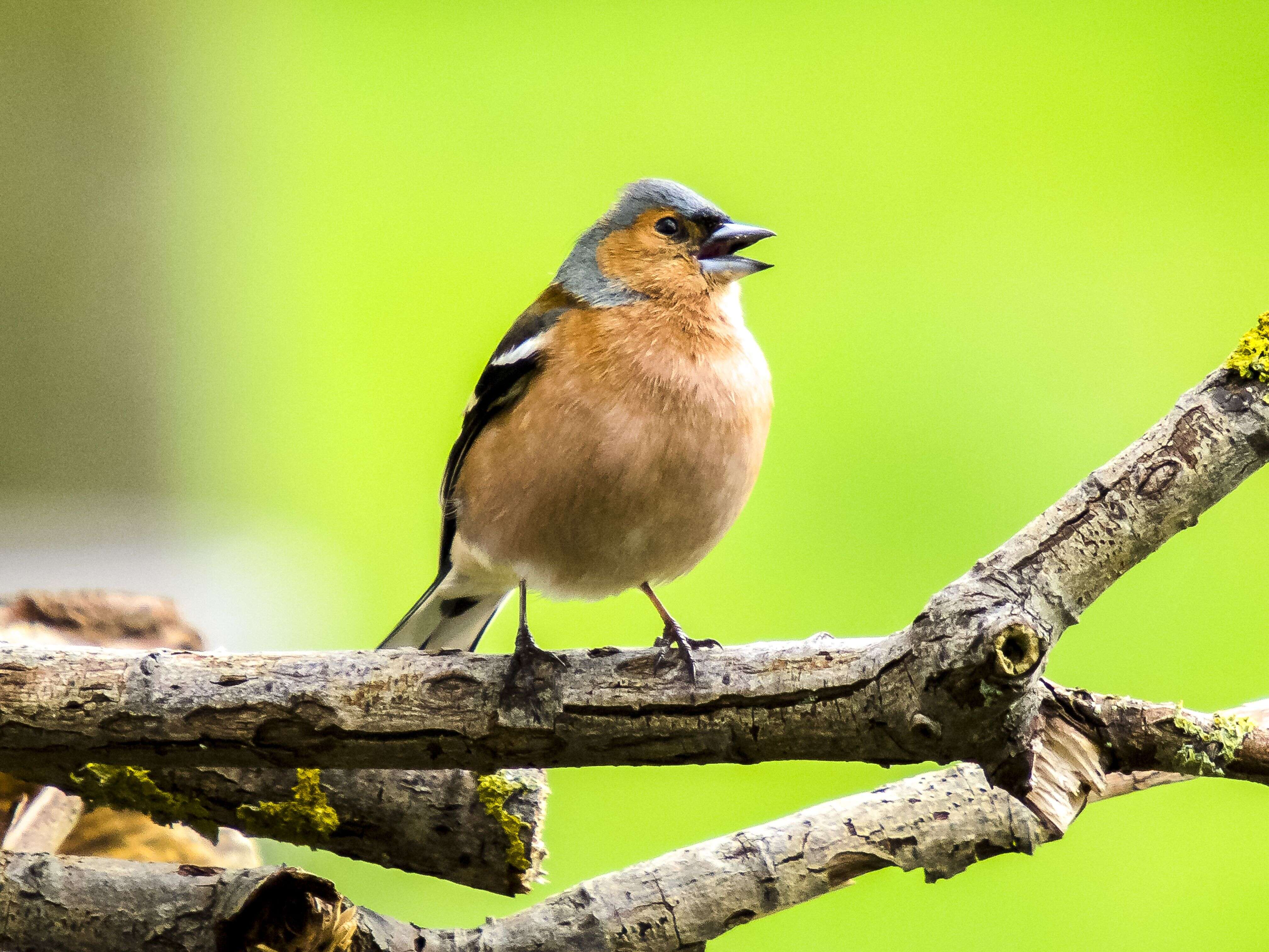 Image of Fringilla Linnaeus 1758