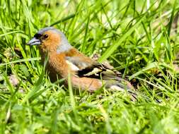 Image of Fringilla Linnaeus 1758