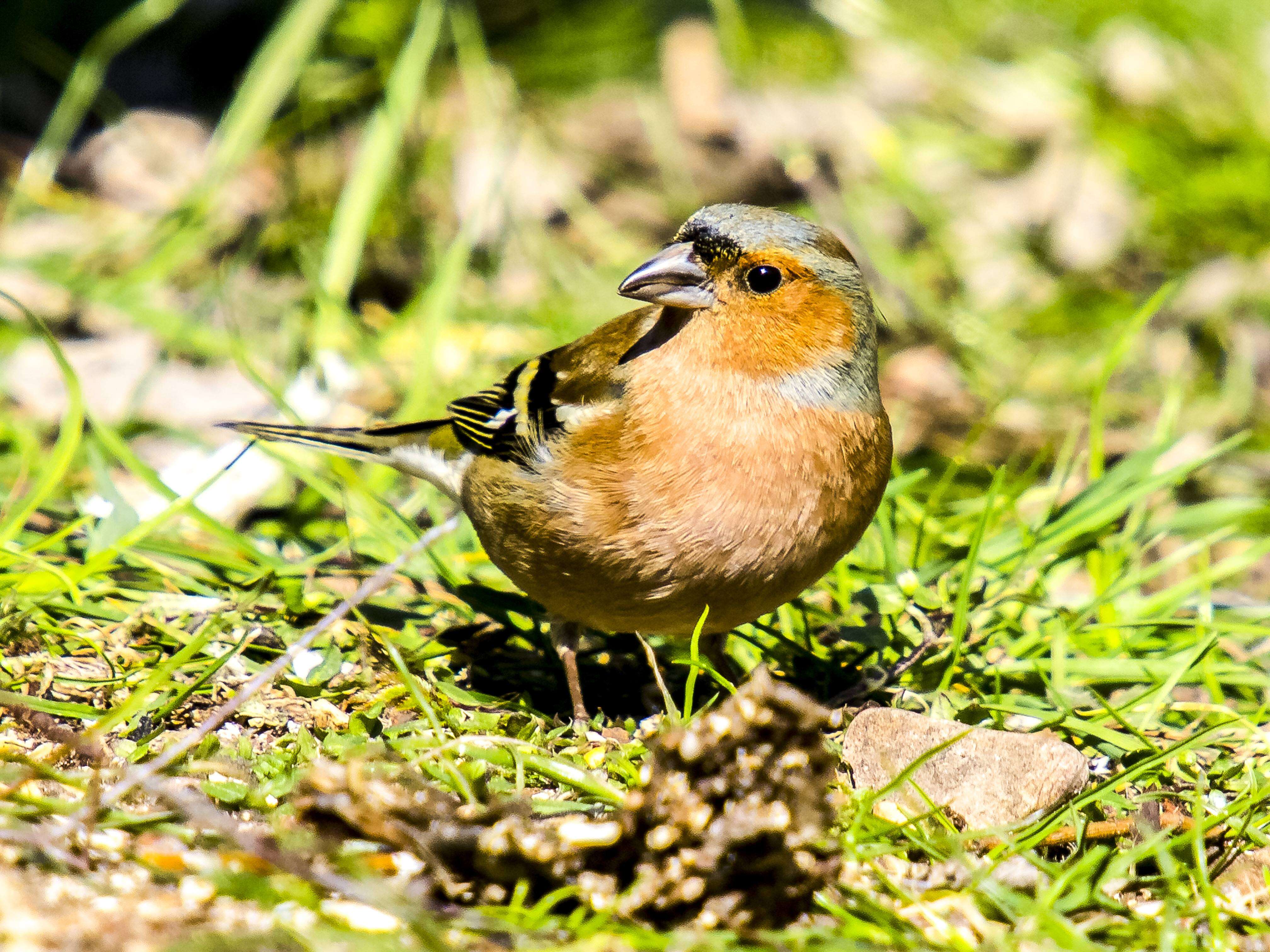 Image of Fringilla Linnaeus 1758