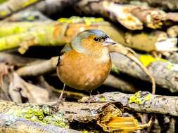 Image of Fringilla Linnaeus 1758