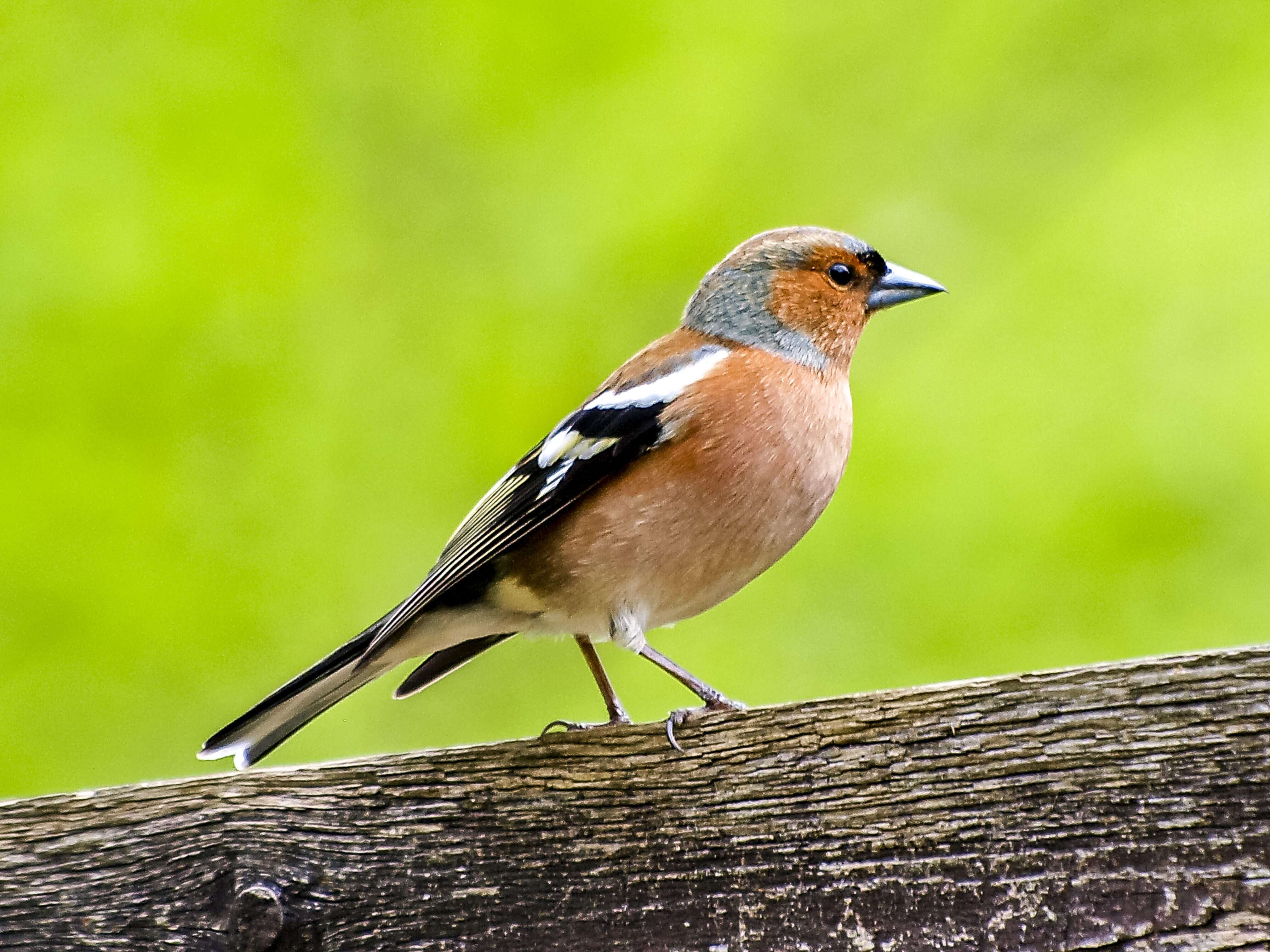 Image of Fringilla Linnaeus 1758