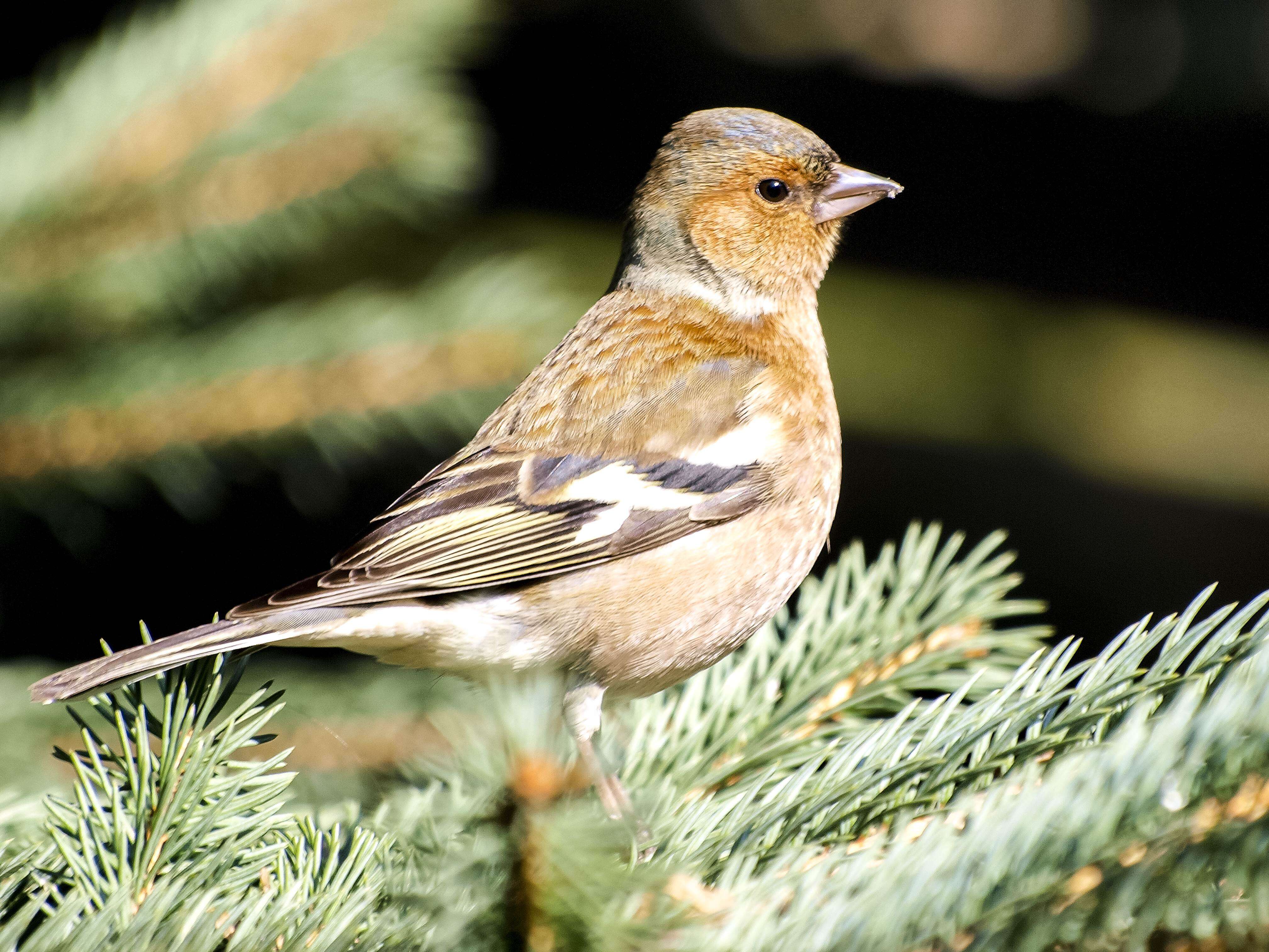 Image of Fringilla Linnaeus 1758