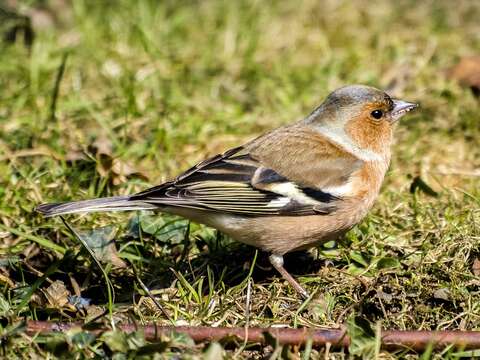 Image of Fringilla Linnaeus 1758