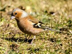 Image of Fringilla Linnaeus 1758