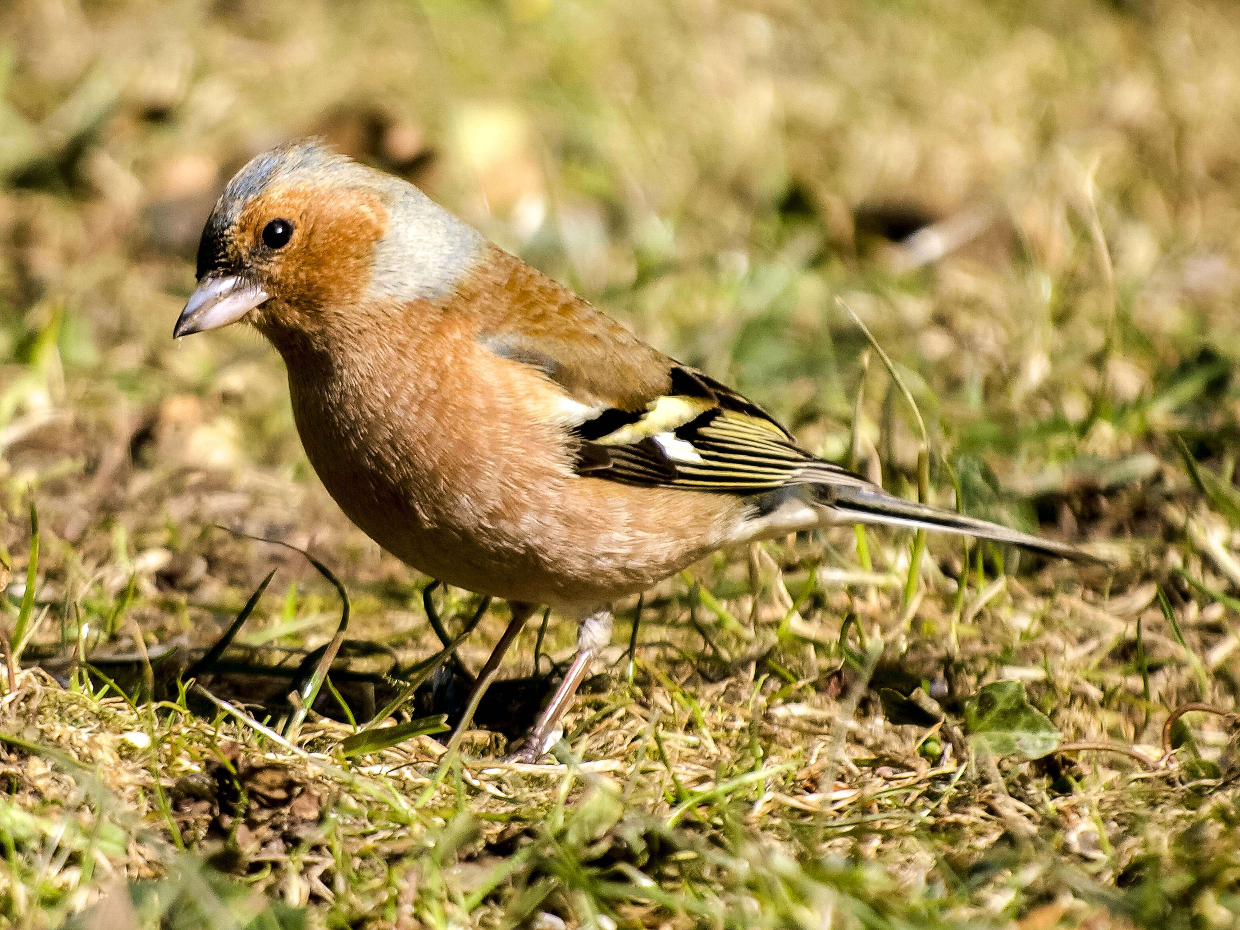 Image of Fringilla Linnaeus 1758