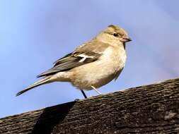 Image of Fringilla Linnaeus 1758