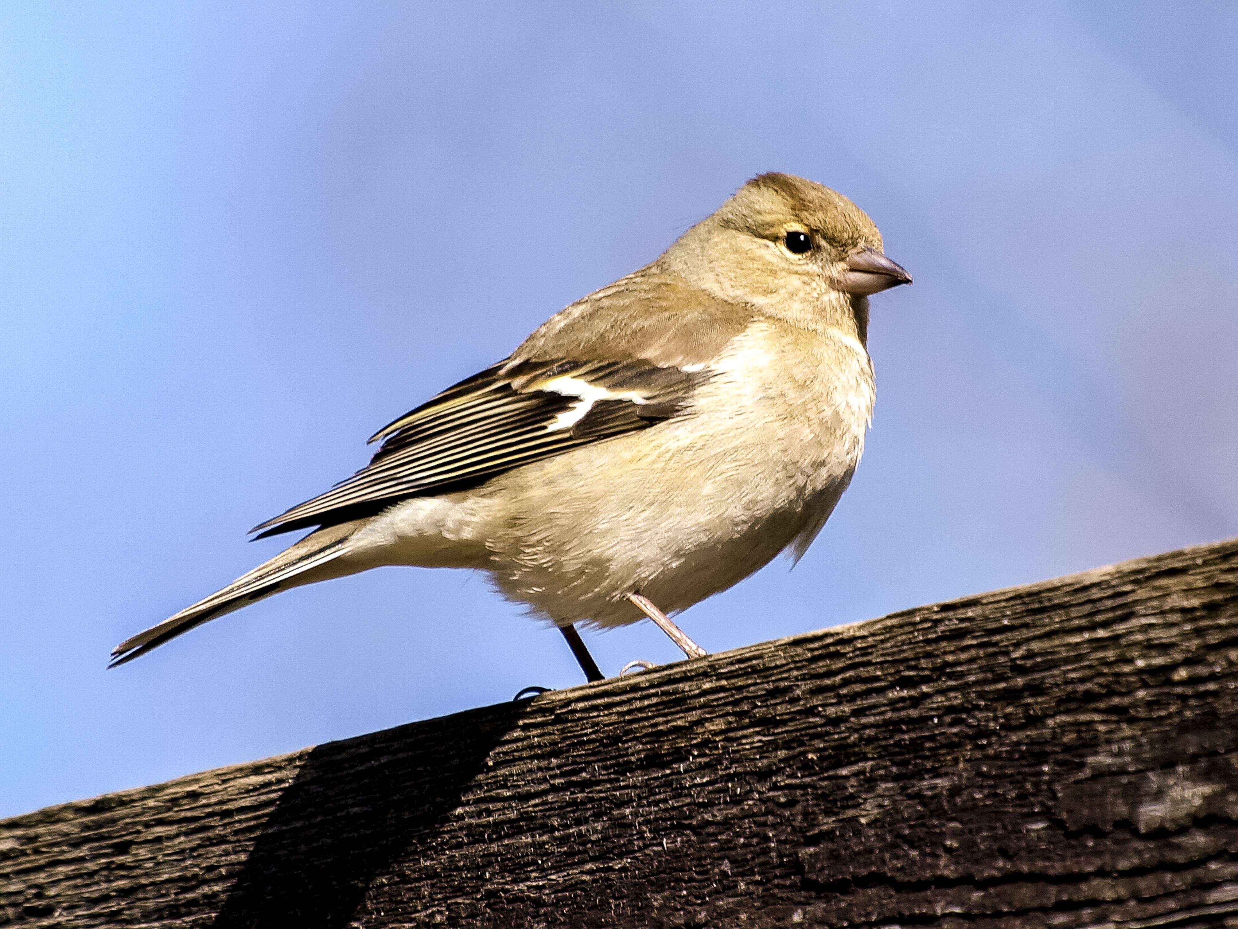 Image of Fringilla Linnaeus 1758