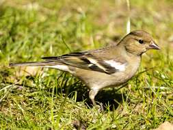 Image of Fringilla Linnaeus 1758