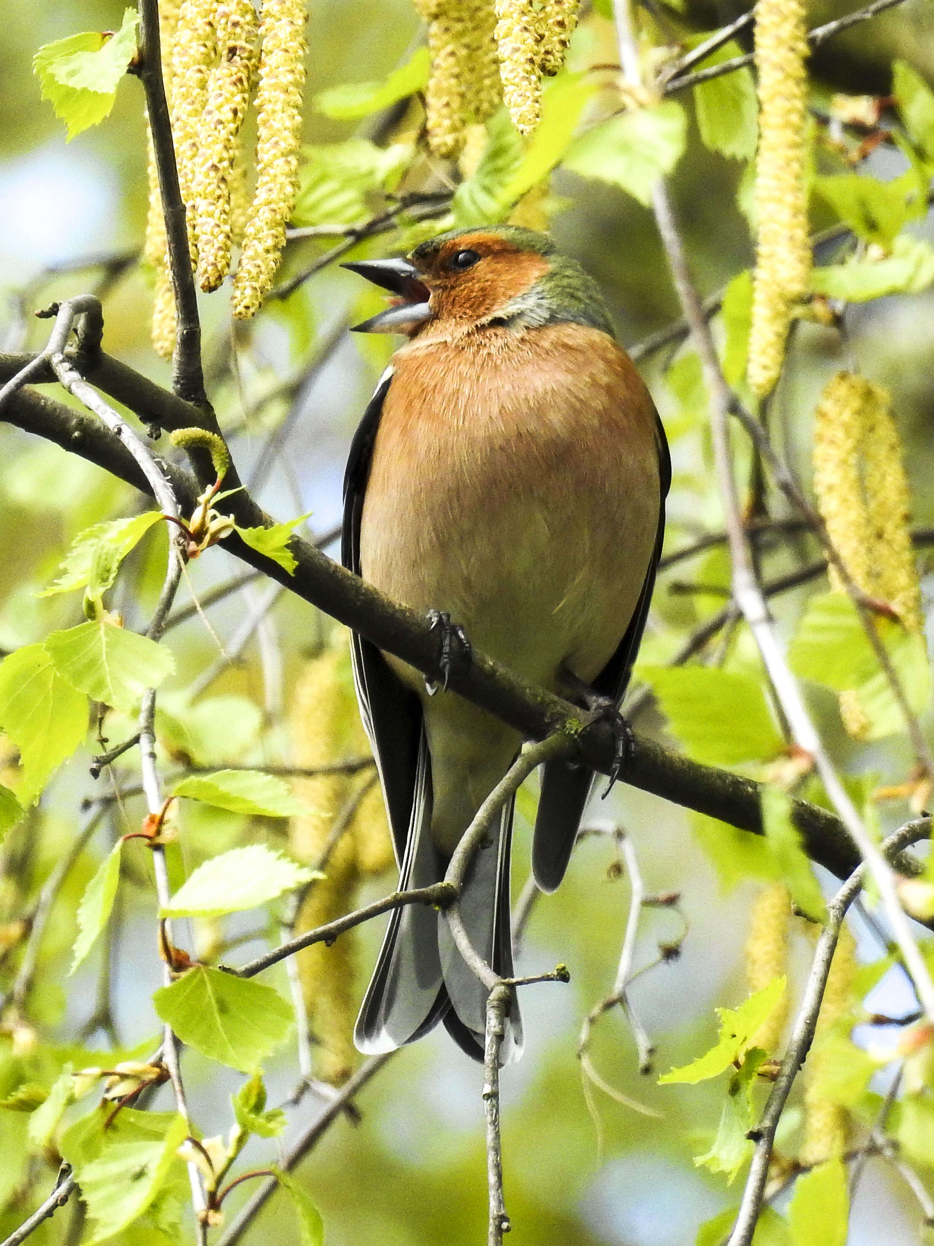 Image of Fringilla Linnaeus 1758