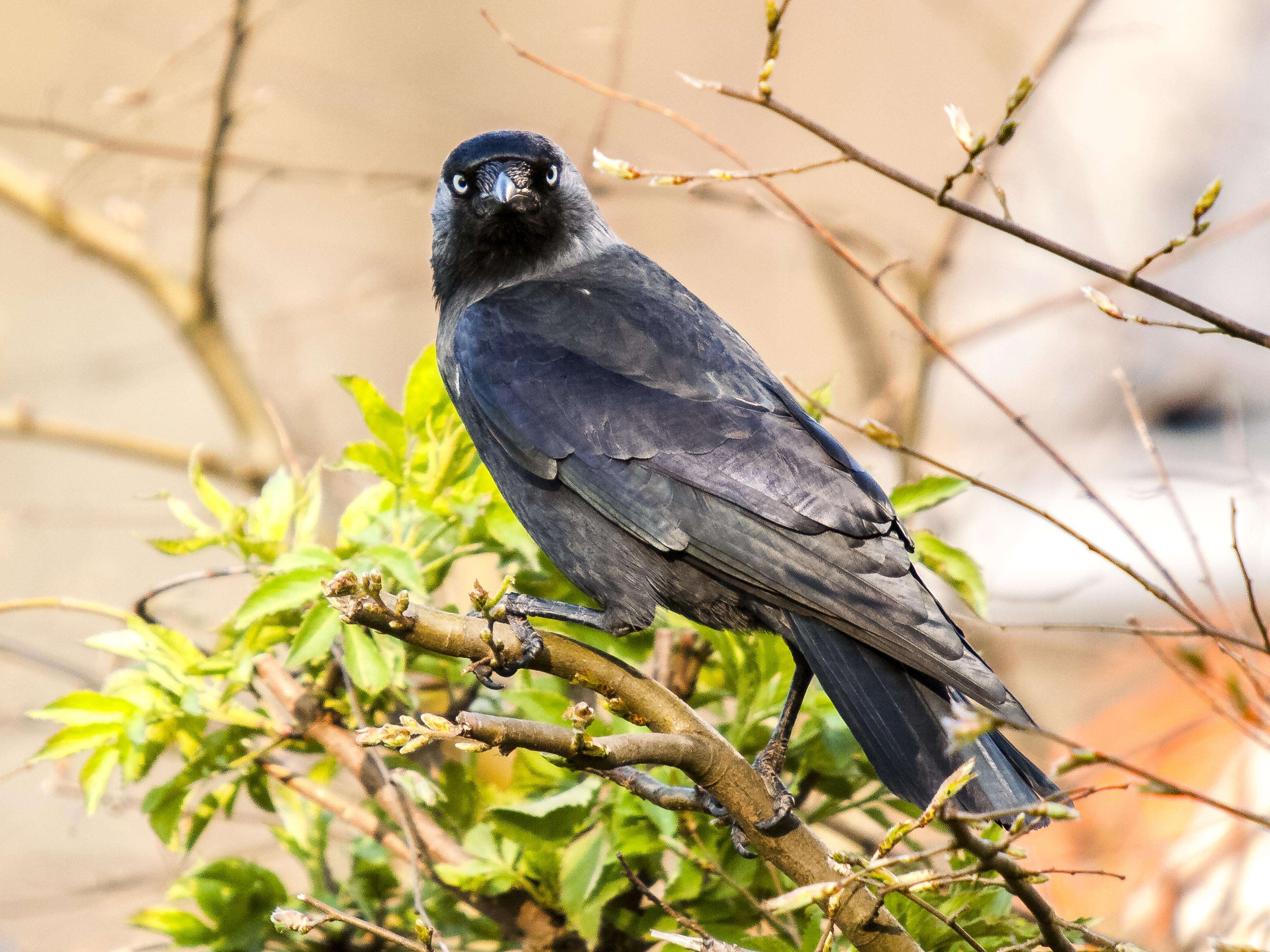 Image of Eurasian Jackdaw