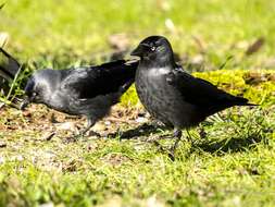 Image of Eurasian Jackdaw