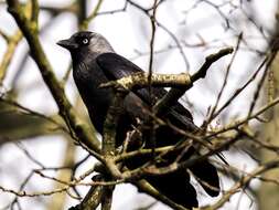 Image of Eurasian Jackdaw