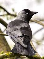 Image of Eurasian Jackdaw