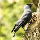 Image of Eurasian Jackdaw