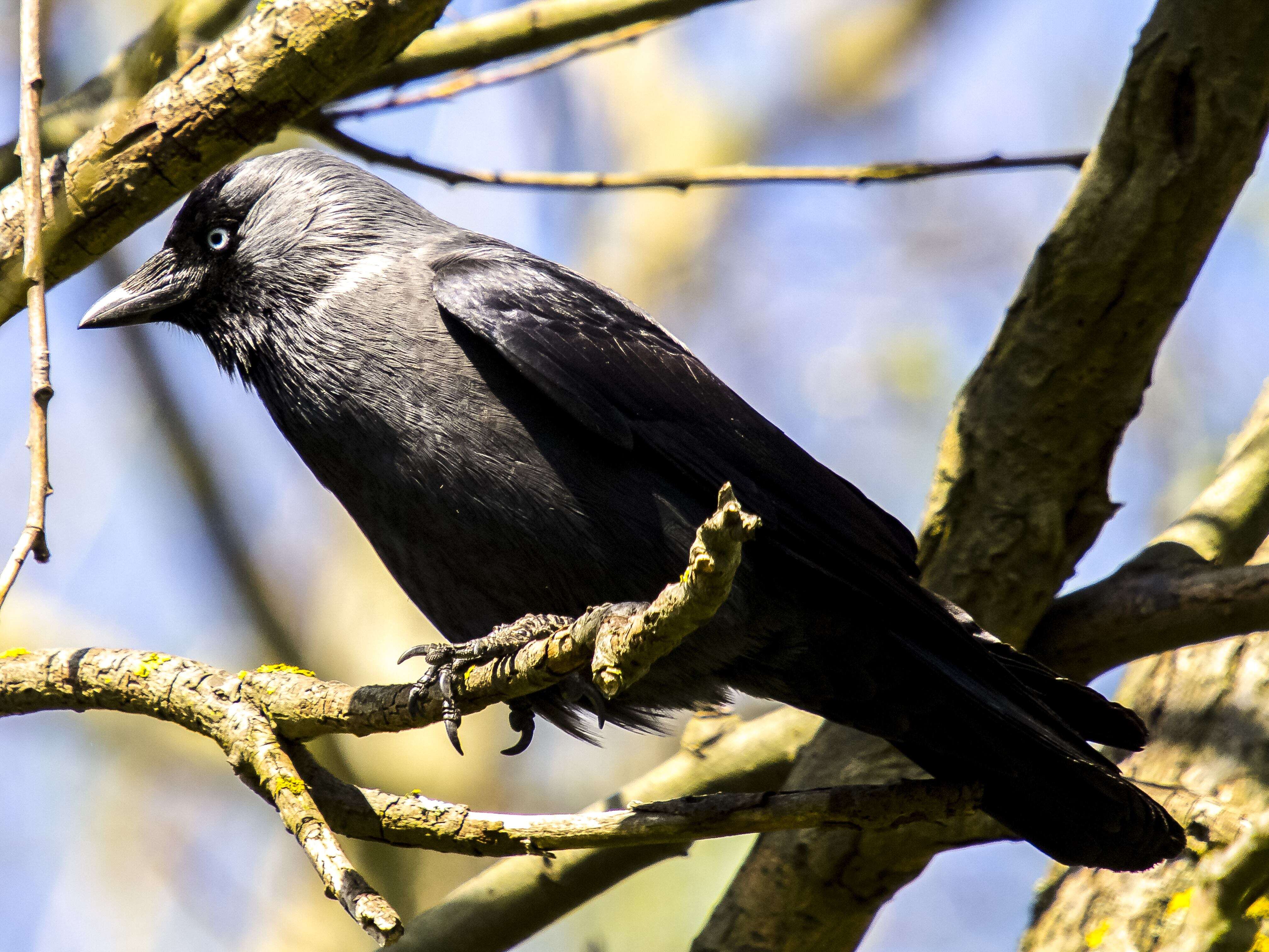 Image of Eurasian Jackdaw