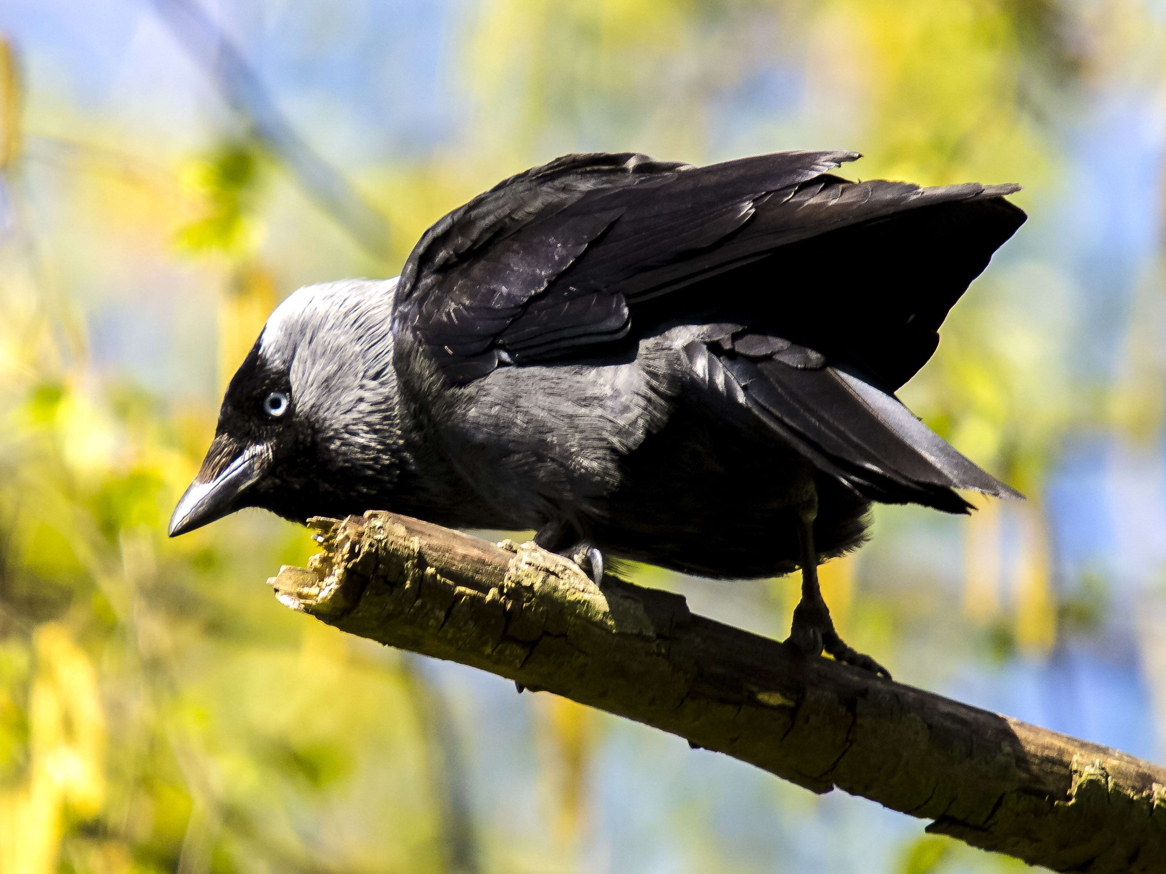 Image of Eurasian Jackdaw