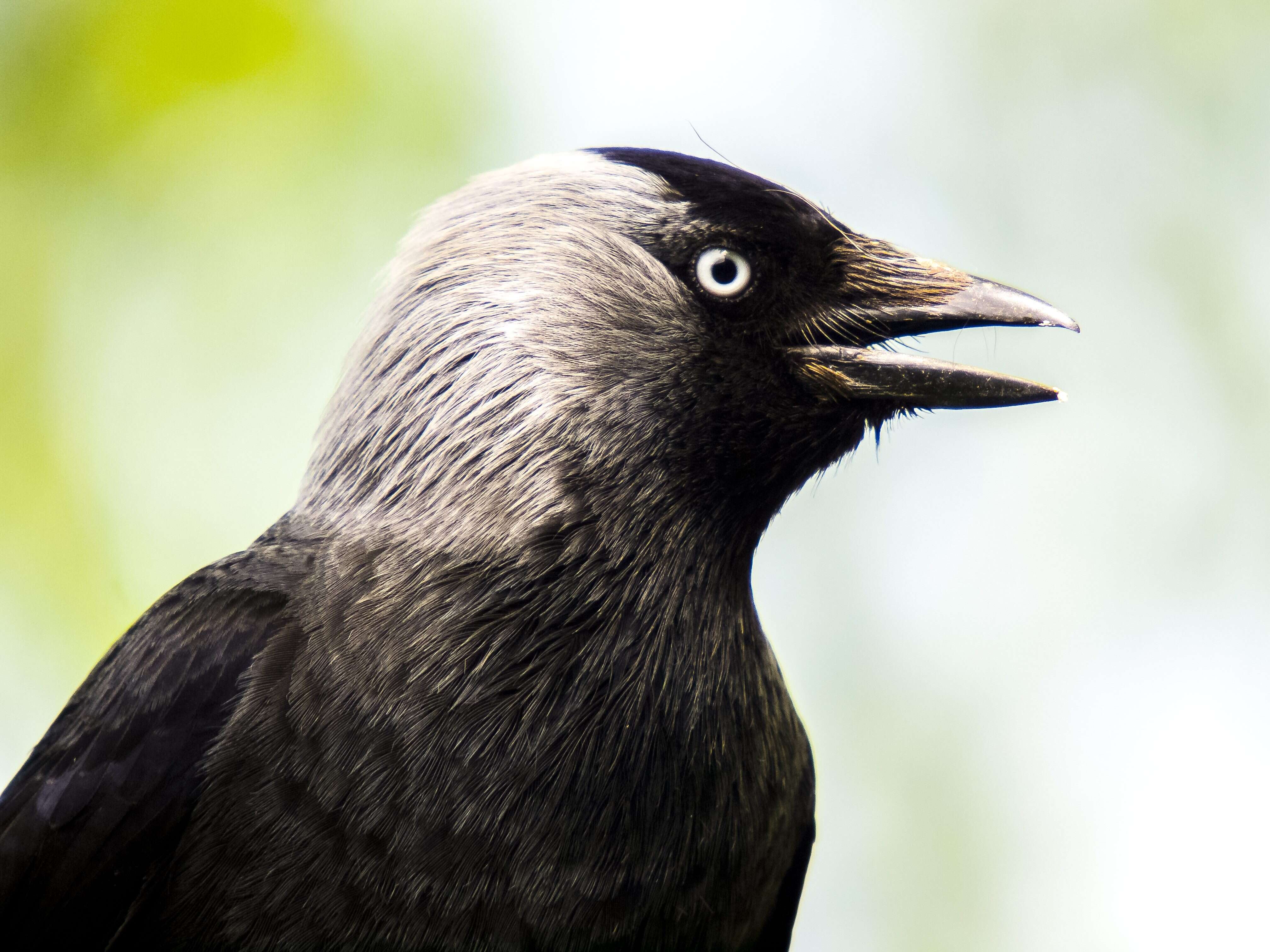 Image of Eurasian Jackdaw