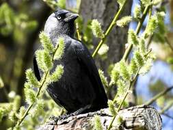 Image of Eurasian Jackdaw