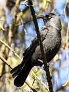 Image of Eurasian Jackdaw