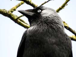 Image of Eurasian Jackdaw