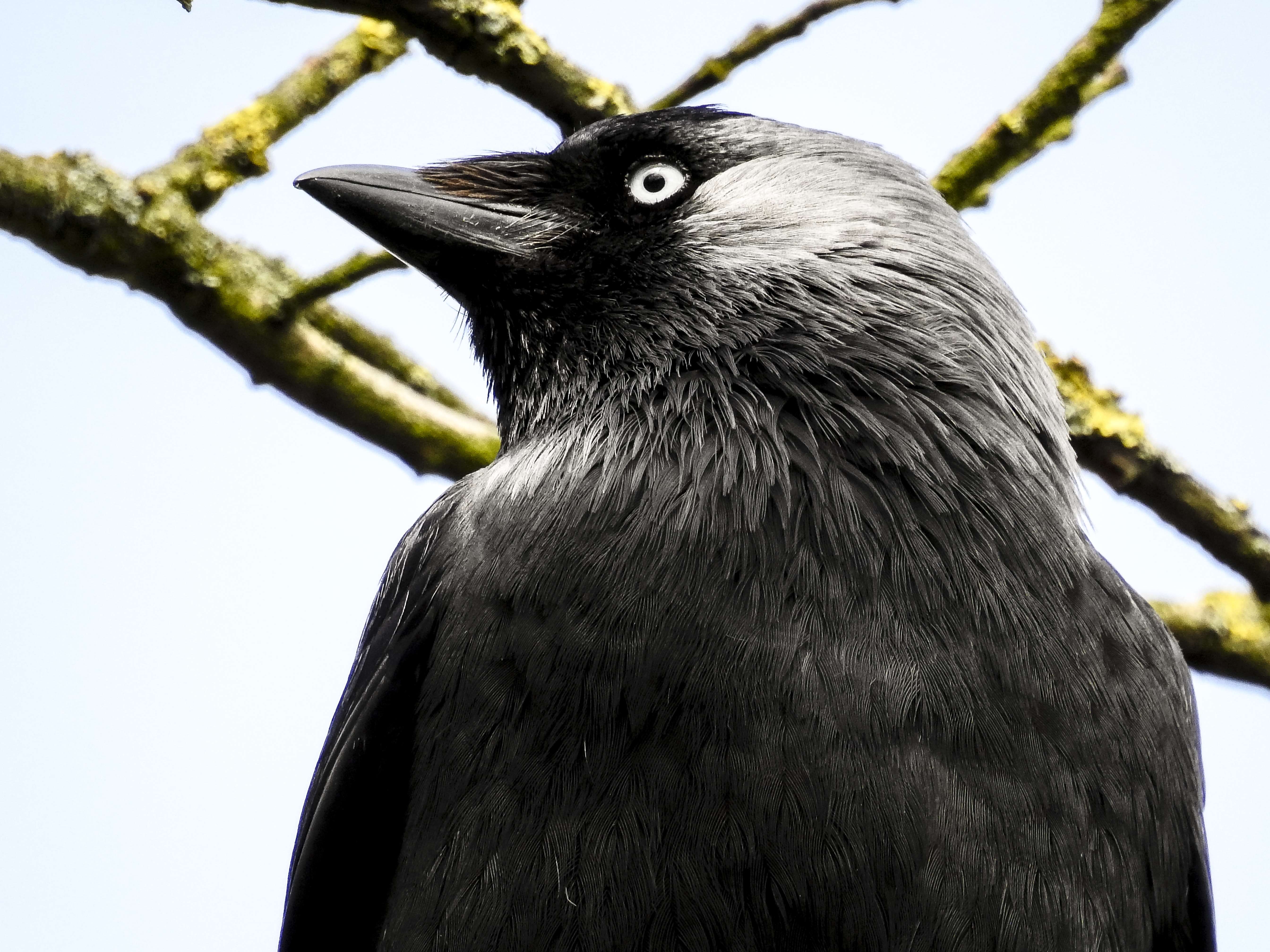 Image of Eurasian Jackdaw