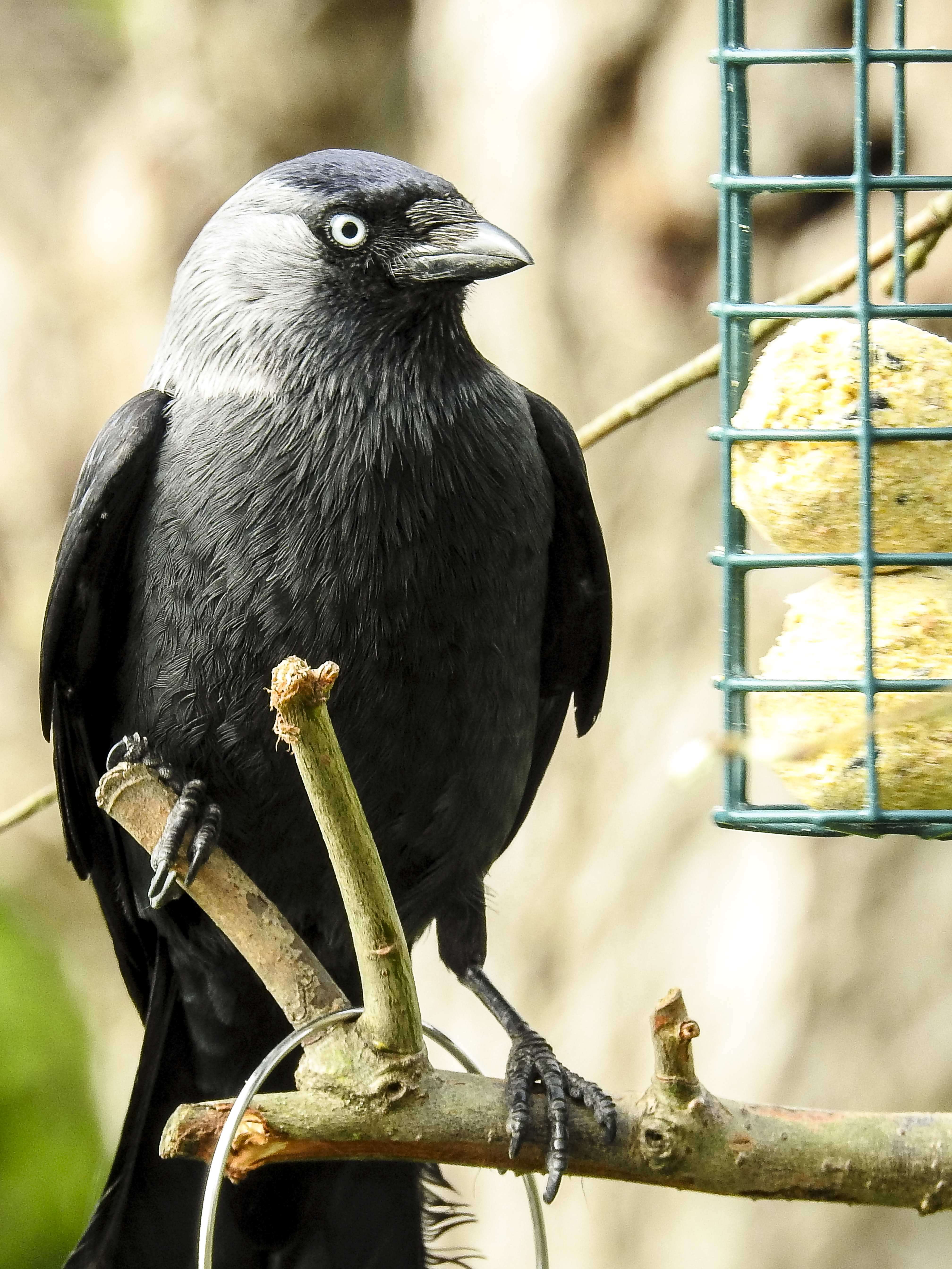 Image of Eurasian Jackdaw