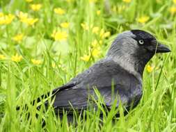 Image of Eurasian Jackdaw