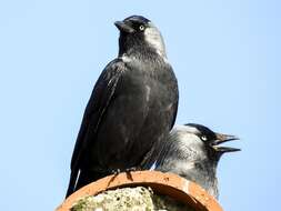 Image of Eurasian Jackdaw