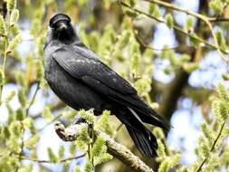 Image of Eurasian Jackdaw