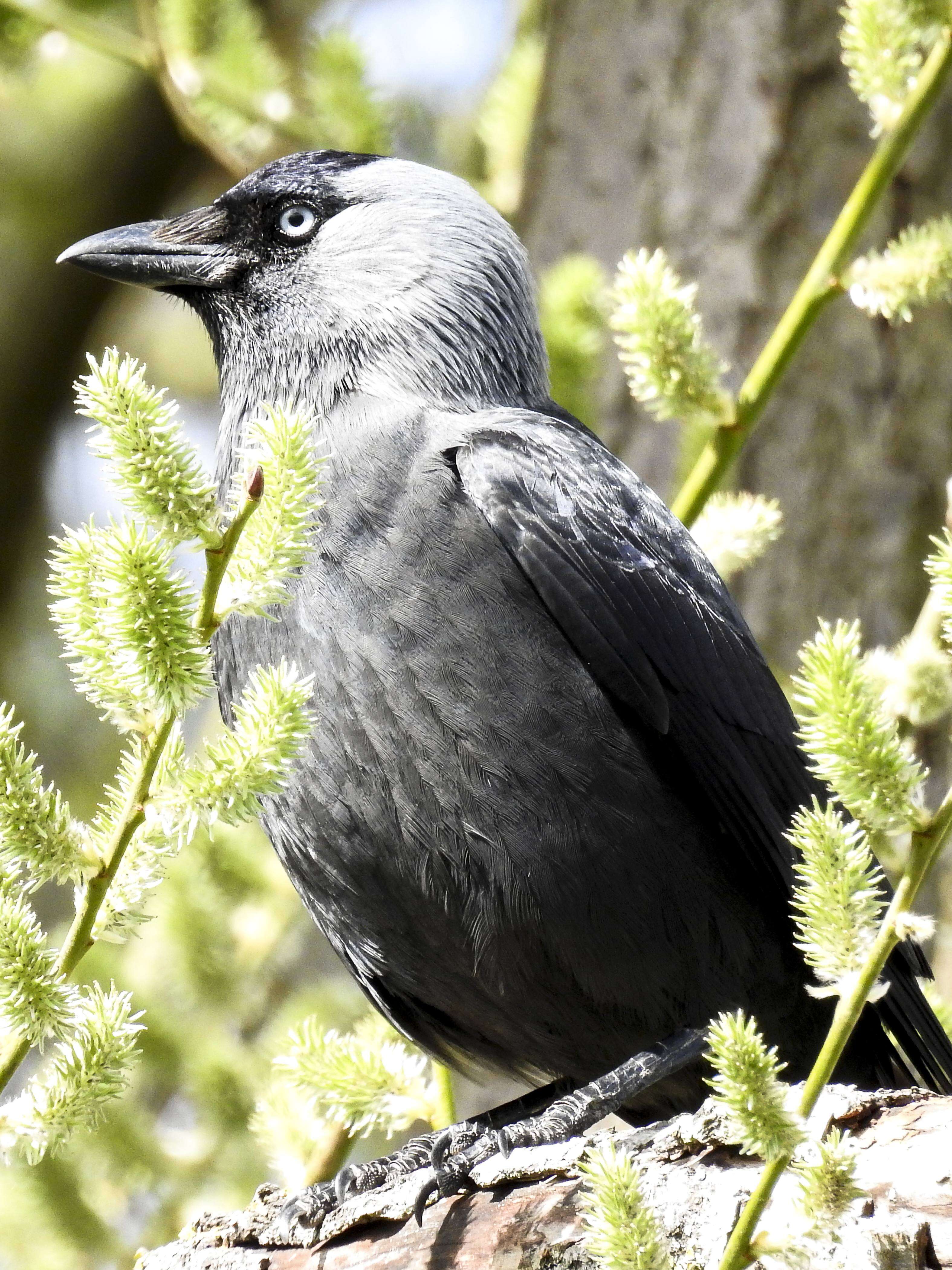 Image of Eurasian Jackdaw