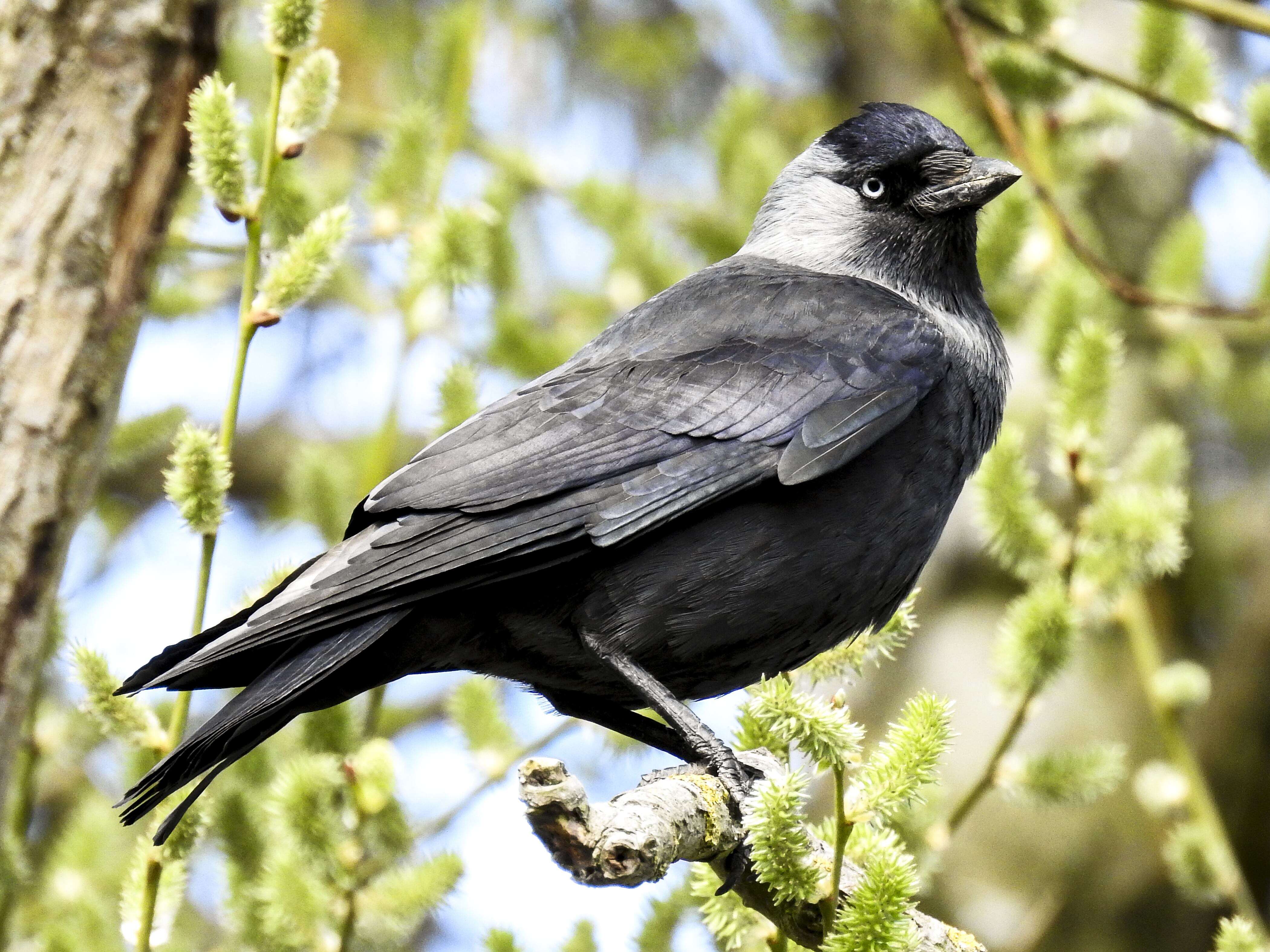 Image of Eurasian Jackdaw